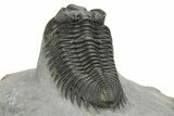 Very Nice Coltraneia Trilobite Fossil - Huge Faceted Eyes #273800-5